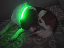 Light Puppy-Accessories Dog-Supplies Dog-Collar Luminous Pet Dogs Rechargeable Personalized