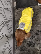 Mono impermeable para perro mascota, ropa impermeable para exteriores, mono con capucha para perros pequeños y grandes, capa impermeable, Bulldog francés