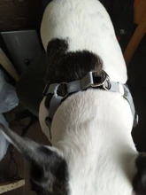 Arnés tipo chaleco sin tirones para perro, correa reflectante para perro pequeño y collar para terrier schnauzer Gato, suministros de entrenamiento para caminar, chihuahua