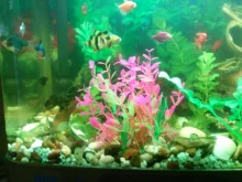Grass-Decoration Aquarium-Decor Plant Fish-Tank Artificial-Plants Simulation Water-Weeds-Ornament