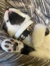 Collar de seguridad ajustable para gatos con cierre a presión, Material de algodón con campana, no mantiene el cuello, productos para cachorros de Mascota, Collar