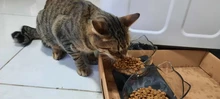 Cat-Bowls Feeders Raised-Stand For Cats Dogs Non-Slip Double with Pet-Food
