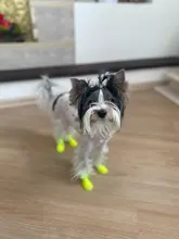 4pcs Pet Dog Shoes Waterproof Rain Pet Shoes for Dog Puppy Rubber Boots Candy Color Puppy