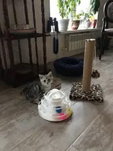 Ball Cat-Toys Play Cat Intelligence Tower-Tracks-Disc Training Amusement-Plate