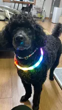 USB recargable de perro mascota LED brillante Collar de perro destello luminoso Collar al aire libre perro collarín de seguridad nocturno, suministros para mascotas