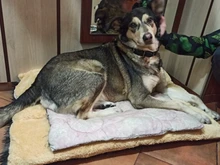 Pet Cushion Blanket Beds Dog-Bed-Mat Puppy Dogs Small Warm Large Cats-Pad Winter Thicken