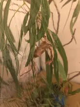 Jaula para insectos para cría, caja de red para insectos, palo de Mantis de oración, caja de seguridad para cría de mariposas, suministros para aves