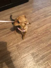 Conjunto de Correa y arnés para perro, lazo suave y ajustable de doble capa para mascota pequeña mediana, correa para caminar al aire libre