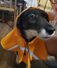 Puppy Raincoat Pets-Clothes Teddy Reflective-Tape Large XS-XXXL Bear-Big