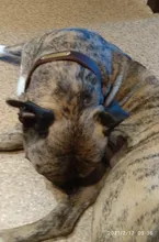 Leash-Set Lead Pet-Collars Dogs Pitbull Small Walking Real-Leather Personalized And 