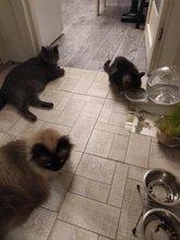 Water-Bowl Fountain Snails Pets-Water-Dispenser Bubble Cat Drink Automatic Large 