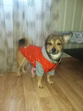 Coat Pet-Dog-Jacket Winter Puppy Hood-Size Warm with 8-18 5-Colors Thickening