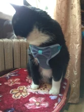 Breakaway Cat Collar Cute Bow Vests Cat Harness and Leash Cat Product Cat Accessories