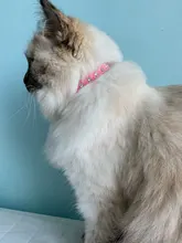 Necklaces-Accessories Collar Puppy-Products Chat Kitten Kota Small Traumdeutung for Pet-Dog