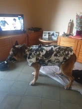 Ropa de invierno para Perros Bulldog Francés, abrigo cálido, atuendo con chaleco para perros pequeños, medianos y grandes