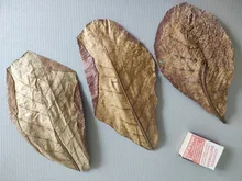 10pcs high quality Natural Terminalia Catappa Leaves,Indian almond Lour tree Olive leaf