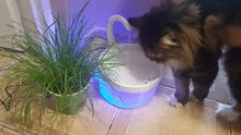 Fuente de Gato de 2L con luz azul, dispensador de agua automático alimentado por USB, alimentador de gatos, filtro de bebida para gatos y perros, proveedor de mascotas