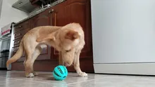 Soft Pet Dog Toys Toy Funny Interactive Elasticity Ball Dog Chew Toy For Dog Tooth Clean