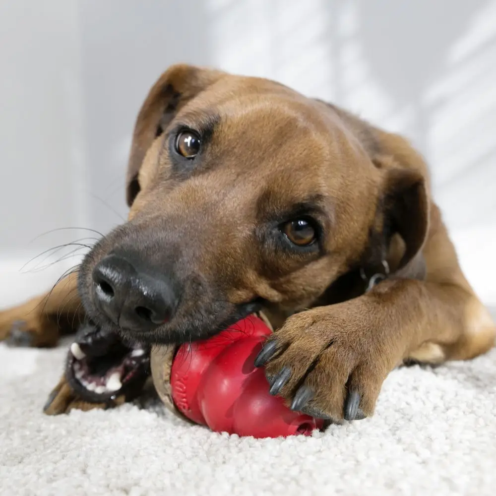 dog playing with kong