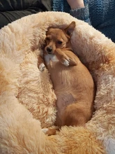 Donut Macaron-cama de peluche de imitación para mascotas, cama suave para perro, gato de peluche, alfombrilla para perros grandes, casa de trabajo