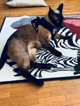 Arnés y correa reflectantes para gato, ropa transpirable a prueba de Escape para mascotas, chaleco ajustable de fácil Control