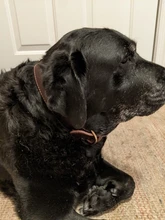 Dogs-Tag Collars German Shepherd Brown Personalized Genuine-Leather Pitubull Rich Large