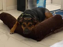 Cushion Detachable-Mat Pillow-Machine Bed Cat-House L-Shaped Puppy-Medium Large Dog Soft