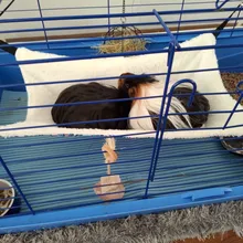 Designer Pet Hammock Cotton Mouse Ferrets Guinea Pig Cat Hanging Bed for Cats Rodents