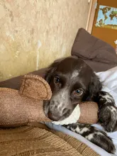 Dog-Toys Puppy Squeak Chew-Cleaning Plush Pet-Resistance Cat Cartoon Cloth Linen 33cm