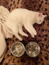 Dog-Bowl Drinking-Fountain Dog-Feeding-Feeder Cats Stainless-Steel 