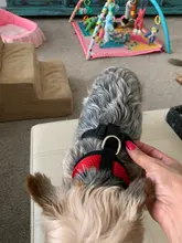 Arnés tipo chaleco para perro arnés de nailon transpirable suave ajustable para perros, chaleco de malla para perros, Collar para cachorro, correa de pecho para perro mascota