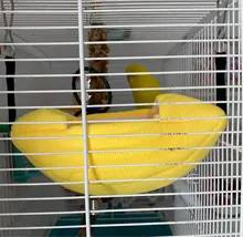 Casa de mascotas pequeña forma de barco para rata, hamaca de loro camas colgantes nido de hámsters