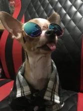 Productos para mascotas encantador redondo Vintage gato gafas de sol reflejo ojo gafas para perro pequeño gato accesorios fotos de mascotas accesorios