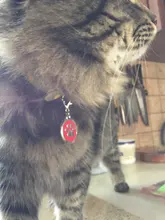 Etiquetas personalizadas para perro, colgante con nombre para gato, cachorro, mascota, Collar, accesorios para mascotas, hueso/perro, etiqueta para perro