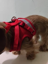 Harness-Leash Vest Traction-Rope Chest-Strap Adjustable with L/XL