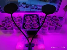 Grow-Light Lamps Timer Flowers Desktop-Clip LED Phyto Full-Spectrum For Plants DC5V USB