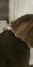 Quick-Release Bell Name-Tag Id-Tag-Collars Engraved Puppy-Kitten Cats Safety Custom Personalized
