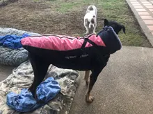 Pet-Dog-Clothes Clothing Walking-Harness Dogs Outdoor Waterproof Large Winter Medium