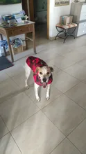 Ropa de invierno para Perros Bulldog Francés, abrigo cálido, atuendo con chaleco para perros pequeños, medianos y grandes