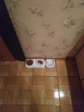 Cat-Bowls Raised-Stand Cats-Dogs-Feeders Pet-Food Pet-Supplies Non-Slip with 