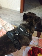 Adjustable Harness Dog-Accessories No-Pull-Vest Truelove Large Padded Pet-Dog Outdoor-Sport