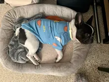 Traje para perros con estampado de animales, abrigo suave de algodón para mascotas, Jersey, camisa, chaqueta, suéter, ropa para mascotas