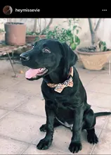 Dog Collar & Leash Set for Pet Dogs Cats Puppies Cute Bowtie Buckle Collar Adjustable