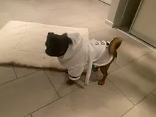 Bathrob Pet-Accessories Drying-Towel Dogs Puppy Soft Cat for Dog-Pajamas Indoor