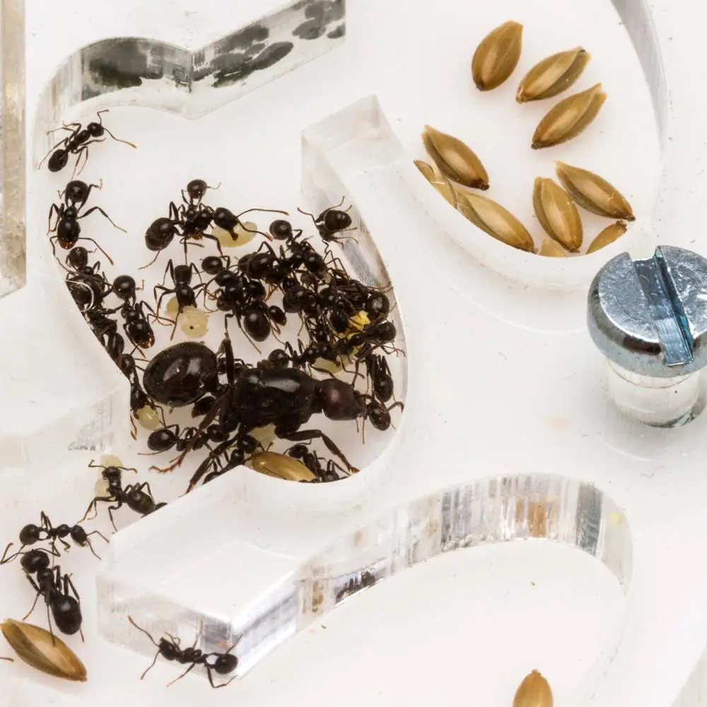 AntHouse - Hormiguero Acrílico - Granja de hormigas Seta 10x10x1,3 cm (Hormigas Gratis con Reina)
