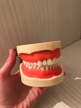 Modelo de enseñanza Dental de Modelo Dental, modelo estándar con mordedores de 32 tornillos, goma dura suave, 28 y 24 dientes