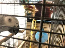 Girar Juguetes Para loros y mascotas ruedas mordida de aves de comida caja de comida alimentador de jaula juguete loro de alimentador dispositivo juguetes ruedas