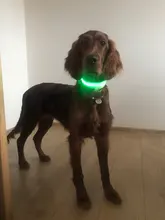 USB de carga Led Collar de perro Anti-perdido/evitar accidente de coche Collar para perros perro collares lleva LED suministra productos para mascotas