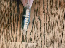 Emitting-Diode Led-Light Led-Beads Warm White SMD5730 High-Quality SMD2835 100PCS Lot