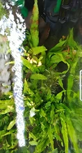 Aquarium Shrimp Natural-Spinach Food Crystal Red 35g Mixed-Ingredient Hot-Sale